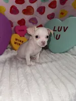 Mr piglet , a male Chihuahua for sale in Grand Rapids, MI – Photo 4 of 9