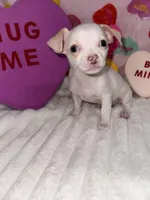 Mr piglet , a male Chihuahua for sale in Grand Rapids, MI – Photo 2 of 9