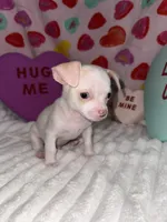 Mr piglet , a male Chihuahua for sale in Grand Rapids, MI – Photo 1 of 9