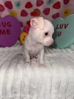 Mr piglet , a male Chihuahua for sale in Grand Rapids, MI – Photo 5 of 9