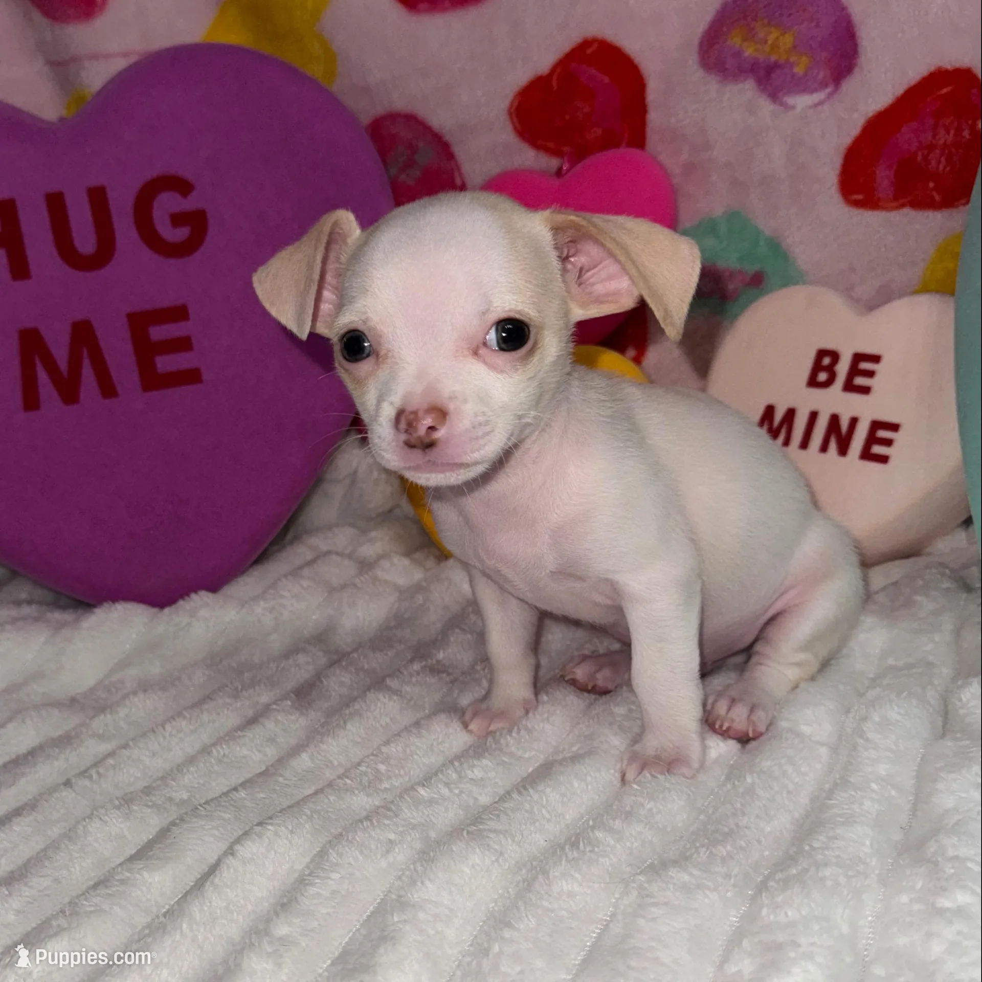 Mr piglet , a male Chihuahua for sale in Grand Rapids, MI – Photo 6 of 9