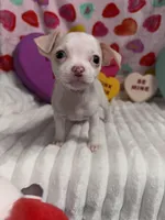 Mr piglet , a male Chihuahua for sale in Grand Rapids, MI – Photo 9 of 9