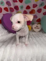 Mr piglet , a male Chihuahua for sale in Grand Rapids, MI – Photo 7 of 9