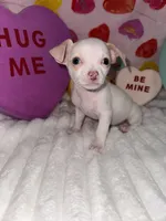 Mr piglet , a male Chihuahua for sale in Grand Rapids, MI – Photo 3 of 9