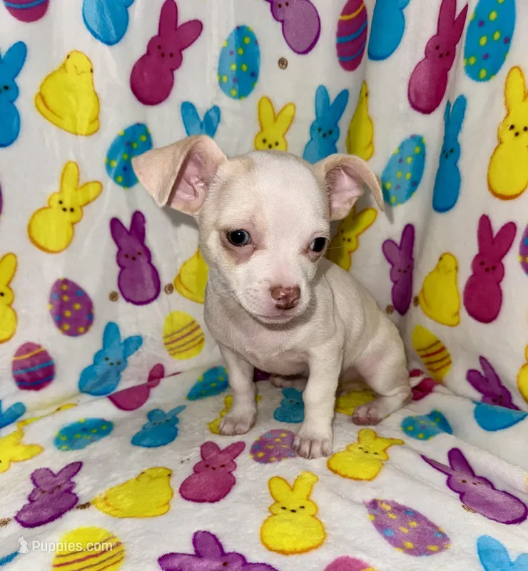 Mr piglet  – Chihuahua puppy for sale in Grand Rapids, MI