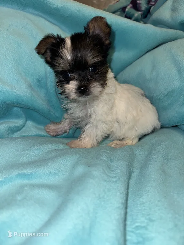Chip  – Yorkshire Terrier puppy for sale in Grand Rapids, MI