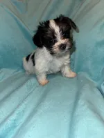 Daisy , a female Yorkshire Terrier for sale in Grand Rapids, MI – 5 of 10