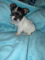 Chip , a male Yorkshire Terrier for sale in Grand Rapids, MI – 5 of 10
