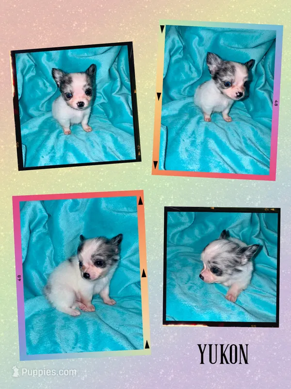 Yukon – Chihuahua puppy for sale in Grand Rapids, MI