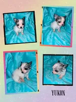 Yukon, a male Chihuahua for sale in Grand Rapids, MI – 1 of 7