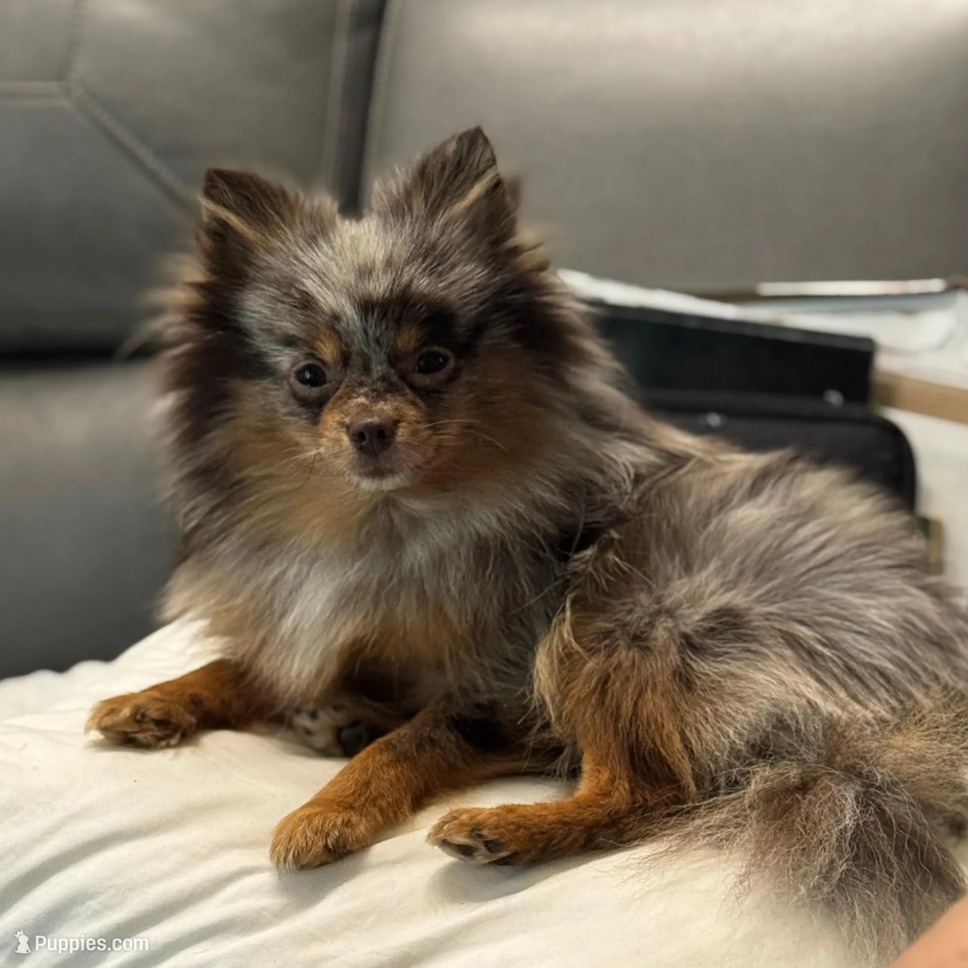 Pita, a female Pomeranian for sale in Grand Rapids, MI – Photo 4 of 5