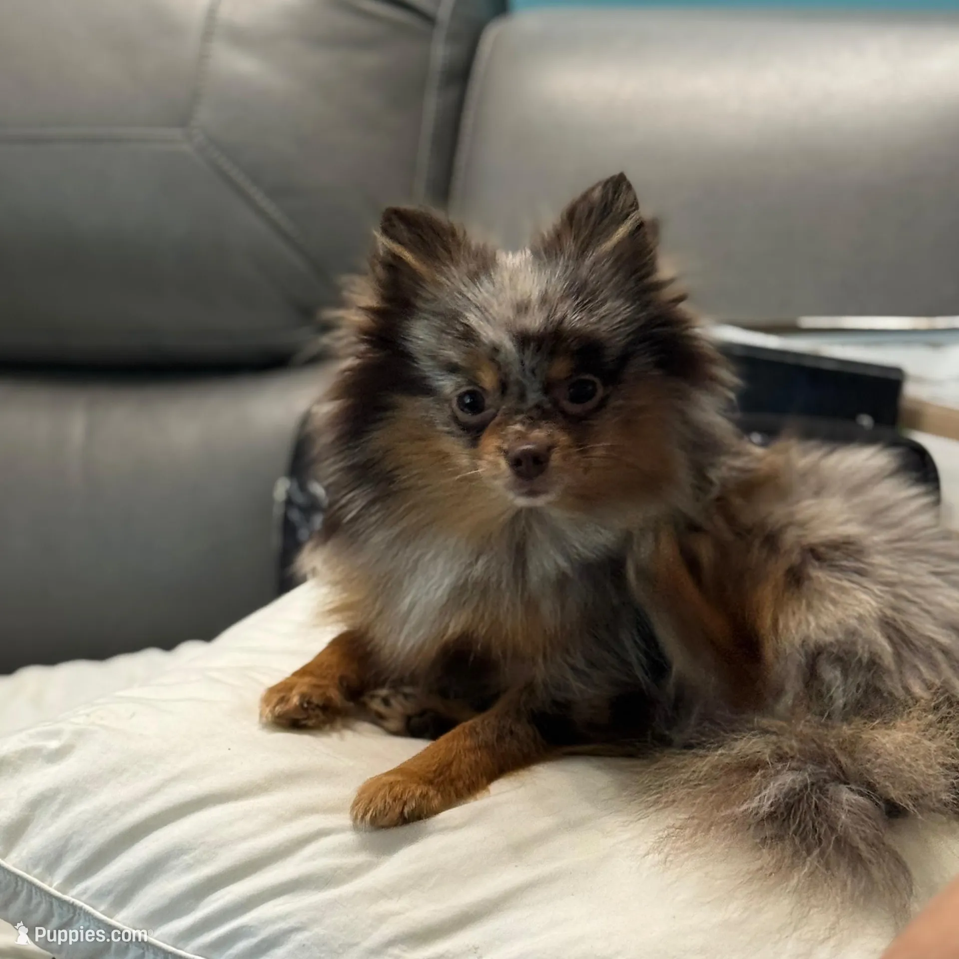 Pita, a female Pomeranian for sale in Grand Rapids, MI – Photo 2 of 5