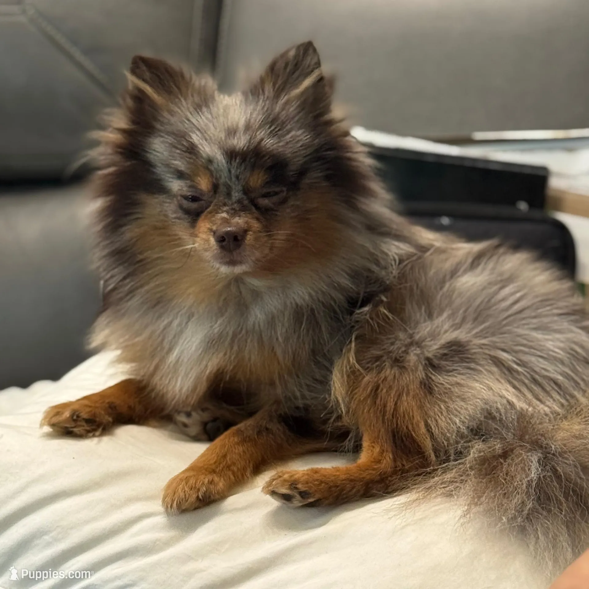 Pita, a female Pomeranian for sale in Grand Rapids, MI – Photo 5 of 5