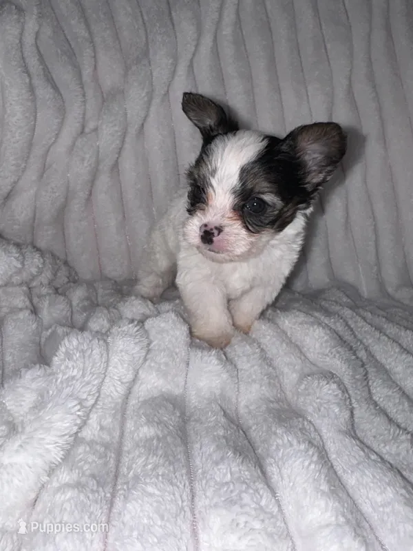 Tyson – Chorkie puppy for sale in Grand Rapids, MI