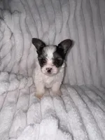 Tyson, a male Chorkie for sale in Grand Rapids, MI – Photo 5 of 6