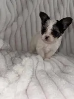 Tyson, a male Chorkie for sale in Grand Rapids, MI – Photo 4 of 6