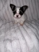 Tyson, a male Chorkie for sale in Grand Rapids, MI – Photo 3 of 6