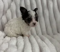 Tyson, a male Chorkie for sale in Grand Rapids, MI – Photo 2 of 6