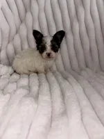 Tyson, a male Chorkie for sale in Grand Rapids, MI – Photo 6 of 6