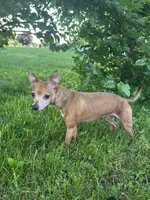 Milo, a male Chorkie for sale in Grand Rapids, MI – 3 of 5