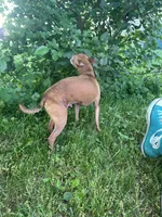 Milo, a male Chorkie for sale in Grand Rapids, MI – 2 of 5