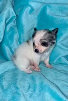 Yukon, a male Chihuahua for sale in Grand Rapids, MI – 6 of 7