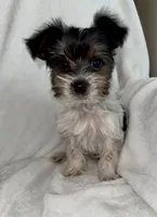 Dale, a male Yorkshire Terrier for sale in Grand Rapids, MI – 8 of 9