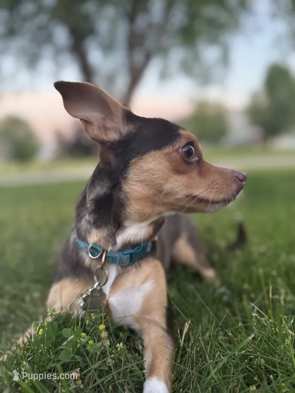 Kahlúa – Chihuahua puppy for sale in Grand Rapids, MI