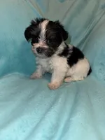 Daisy , a female Yorkshire Terrier for sale in Grand Rapids, MI – 3 of 10