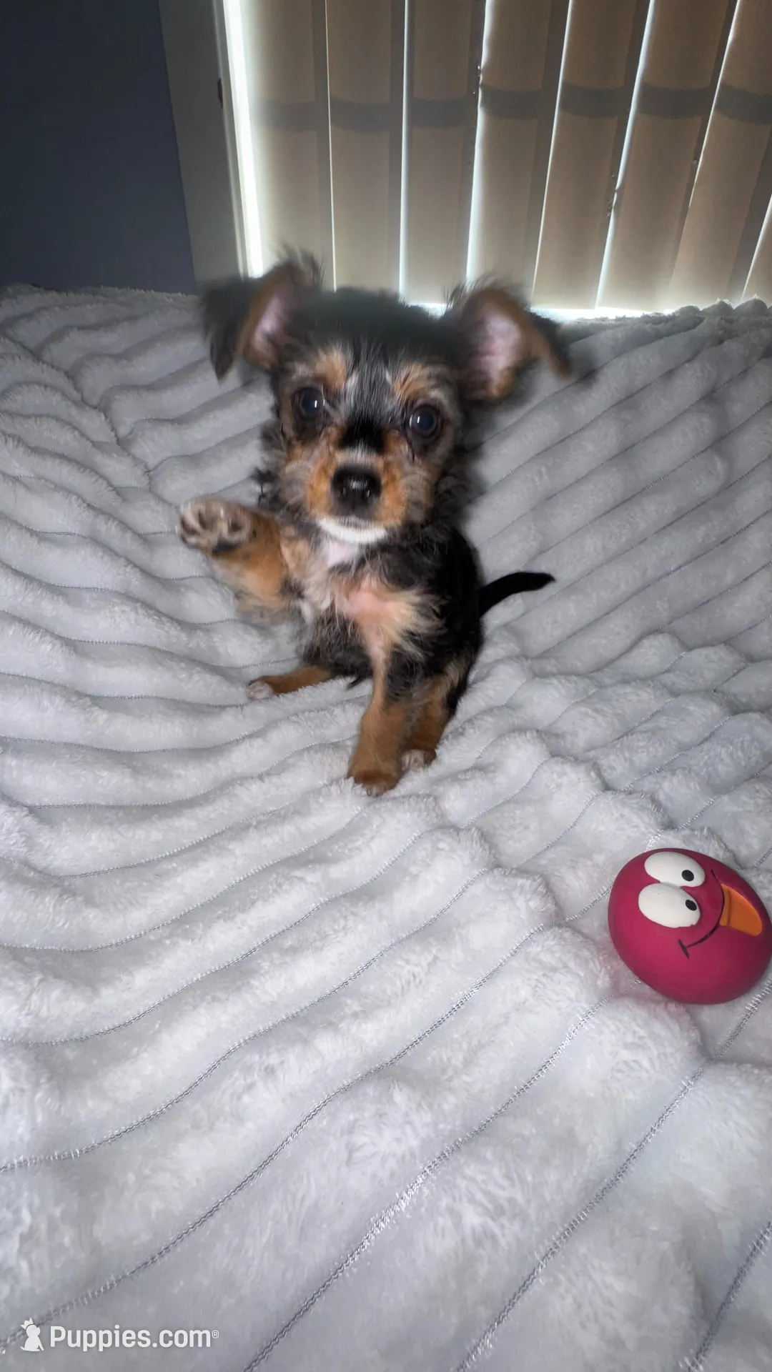 Titan , a male Chorkie for sale in Grand Rapids, MI – Photo 3 of 7