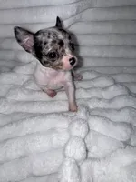 Spud, a male Chihuahua for sale in Grand Rapids, MI – 3 of 5