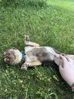 Kahlúa, a female Chihuahua for sale in Grand Rapids, MI – 3 of 7