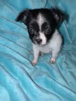 Anya, a female Chihuahua for sale in Grand Rapids, MI – 7 of 7