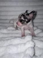 Spud, a male Chihuahua for sale in Grand Rapids, MI – 4 of 5