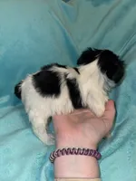 Daisy , a female Yorkshire Terrier for sale in Grand Rapids, MI – 10 of 10