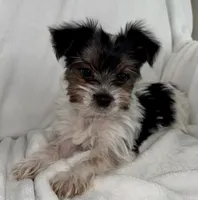 Dale, a male Yorkshire Terrier for sale in Grand Rapids, MI – 6 of 9