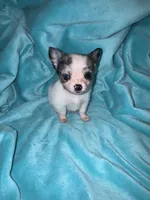 Yukon, a male Chihuahua for sale in Grand Rapids, MI – 3 of 7