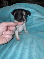 Anya, a female Chihuahua for sale in Grand Rapids, MI – 3 of 7