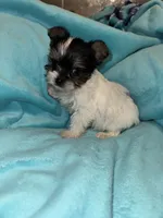 Chip , a male Yorkshire Terrier for sale in Grand Rapids, MI – 6 of 10