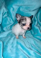 Yukon, a male Chihuahua for sale in Grand Rapids, MI – 5 of 7