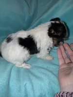 Chip , a male Yorkshire Terrier for sale in Grand Rapids, MI – 3 of 10