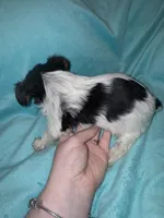 Dale, a male Yorkshire Terrier for sale in Grand Rapids, MI – 5 of 6