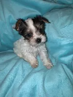 Minnie , a female Yorkshire Terrier for sale in Grand Rapids, MI – 2 of 6
