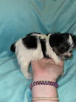 Daisy , a female Yorkshire Terrier for sale in Grand Rapids, MI – 7 of 10