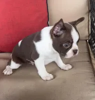 Harley, a male Boston Terrier for sale in Texarkana, AR – Photo 2 of 5