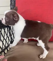 Harley, a male Boston Terrier for sale in Texarkana, AR – Photo 4 of 5