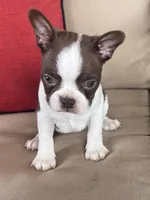 Harley, a male Boston Terrier for sale in Texarkana, AR – Photo 5 of 5