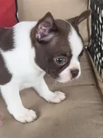 Harley, a male Boston Terrier for sale in Texarkana, AR – Photo 3 of 5