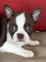 Harley, a male Boston Terrier for sale in Texarkana, AR – Photo 1 of 5