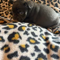 Coco, a female French Bulldog for sale in Texarkana, AR – Photo 3 of 3